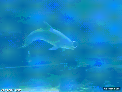 GIF animado (93549) Algunos delfines buscan soluciones simples al aburrimiento