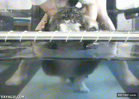 GIF animado (92204) Aquagym felina su cara lo dice todo