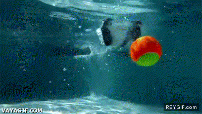 GIF animado (91984) Asi atrapa un perro una pelota bajo el agua