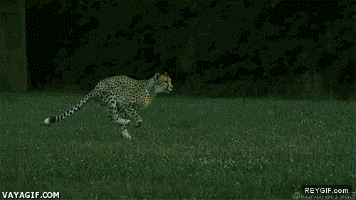 GIF animado (91965) Asi corre un guepardo precioso