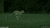 GIF animado (91965) Asi corre un guepardo precioso