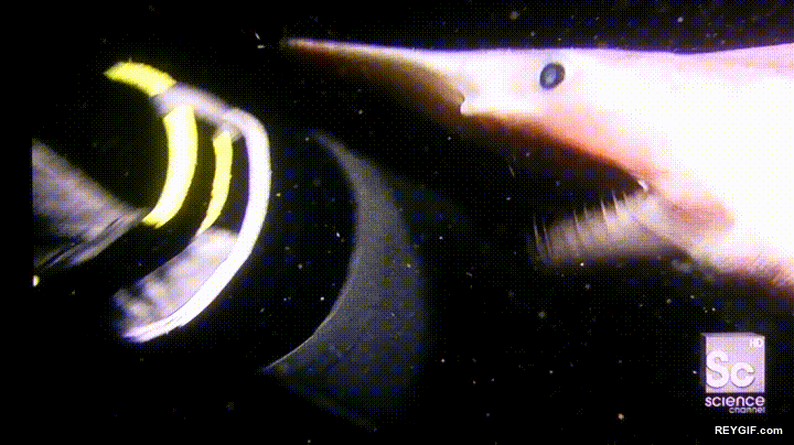 GIF animado (96528) Asi de estremecedora es la mordedura de un tiburon duende