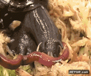 GIF animado (94286) Asi se alimenta un caracol carnivoro