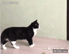 GIF animado (94319) Atras gato este territorio es canino