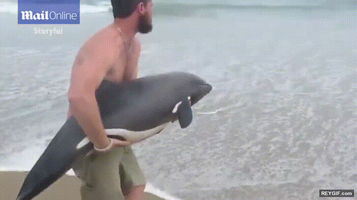 GIF animado (95693) Ayudando a un delfin varado a regresar al mar