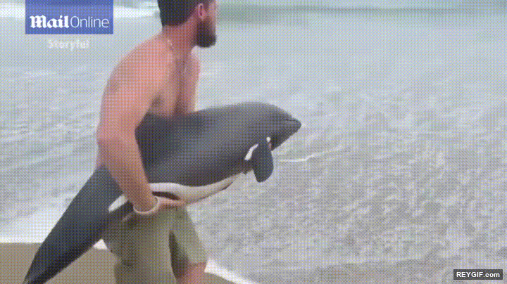 Imagen GIF de Ayudando a un delfin varado a regresar al mar animado