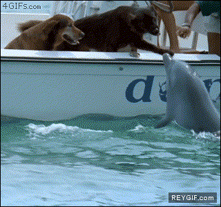 GIF animado (90168) Beso de delfin