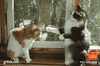 GIF animado (92409) Boxeo gatuno