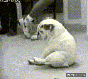 GIF animado (92516) Breakdancing bulldog