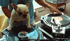 GIF animado (93096) Bueno he estado en fiestas con peores djs