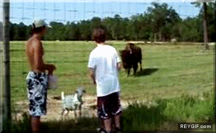 GIF animado (90190) Bufalo celoso ataca a inocente cabrita