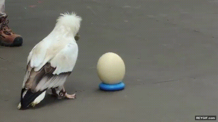 GIF animado (95771) Buitres egipcios que saben instintivamente como romper un huevo