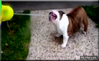 GIF animado (90349) Bulldog sediento