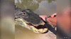 GIF animado (96469) Caiman jugando con el juguete de moda