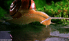 GIF animado (92444) Caracol tomando agua