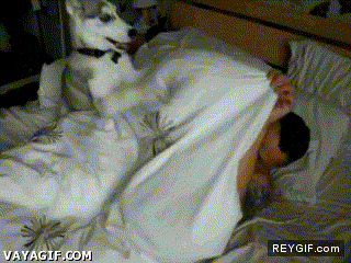 GIF animado (91075) Con un cachorro no hay manera de dormir tranquilo