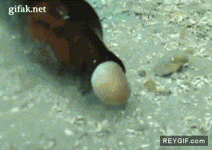 GIF animado (91042) Cosas inexplicables en el fondo del mar