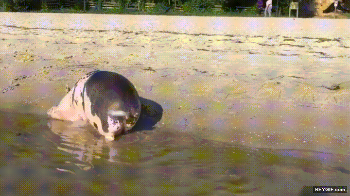 GIF animado (95653) Creo que alguien se estaba muriendo de ganas de venir a la playa