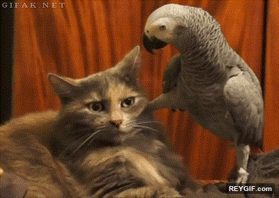 GIF animado (94961) Creo que el loro tiene algo intimidado al gatito