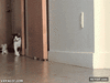 GIF animado (94105) Creo que mi gato intenta decirme algo
