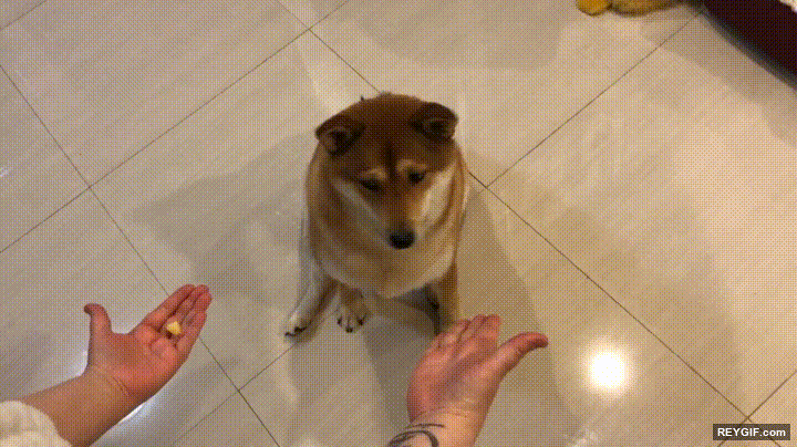 GIF animado (95874) Creo que mi perro es un negado para los trucos de magia