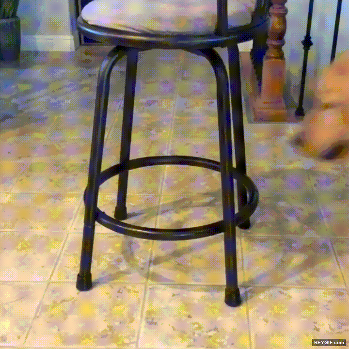 GIF animado (96506) Creo que mi perro no ha entendido lo de sentarse en la silla
