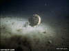 GIF animado (92945) Cuando alguien te diga que las almejas son animales estaticos ensenale esto