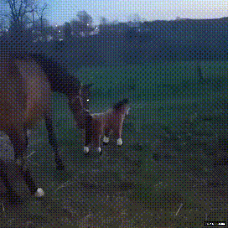 GIF animado (96271) Cuando intentas gastarle una broma a tu caballo