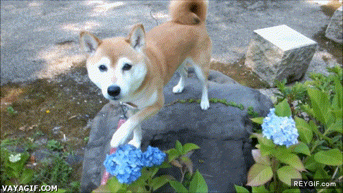 GIF animado (92955) Cuando le dices a tu perro que no toque algo
