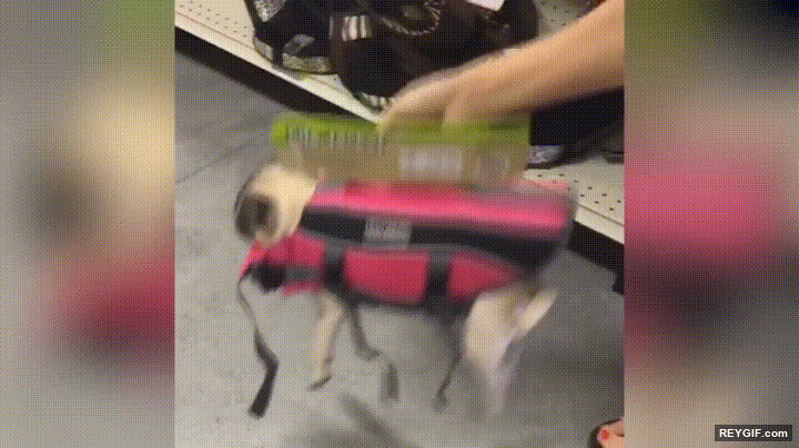 GIF animado (96100) Cuando le pruebas a tu perro ese modelito tan ideal que has visto en la tienda