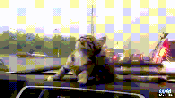 GIF animado (95390) Cuando llevas a tu gato a dar un paseo en coche