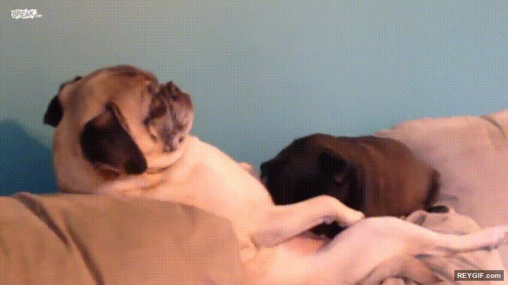 GIF animado (95577) Cuando pillas a tus perros haciendo cosas raras