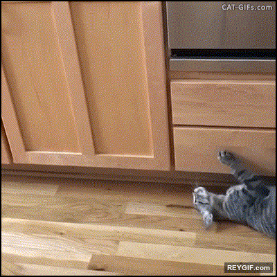 GIF animado (95926) Cuando tu gato decide volverse loco en la cocina