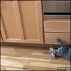 GIF animado (95926) Cuando tu gato decide volverse loco en la cocina