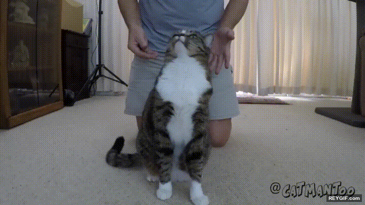GIF animado (96435) Cuando tu gato demuestra confiar plenamente en ti
