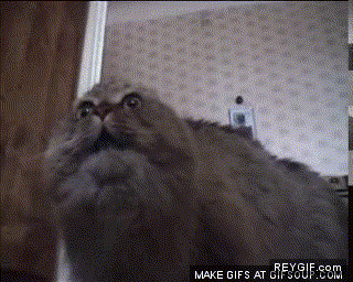 GIF animado (90568) Cuando tu gato prueba whiskas por primera vez