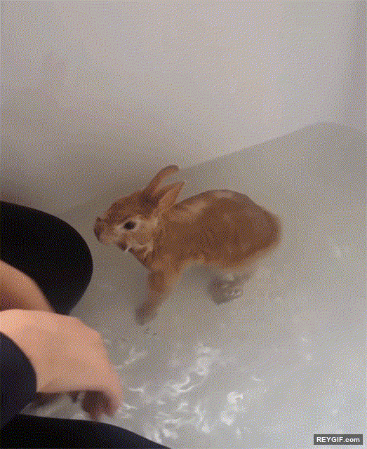 GIF animado (95348) Cuando tu mascota decide tomarse la venganza por su cuenta