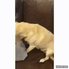 GIF animado (96096) Cuando tu perro se disfraza de ladron para robarte el corazon