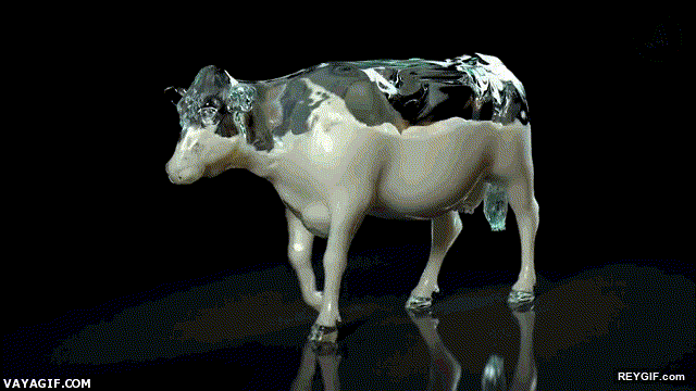 GIF animado (94176) Cuanta leche hay dentro de una vaca