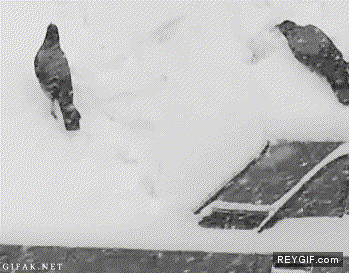 GIF animado (92270) Cuervos gozando en la nieve