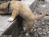 GIF animado (91997) Curso de escalada para perros primera clase