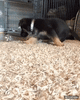 GIF animado (96531) Dale una botella a un cachorro y sera el mas feliz del mundo