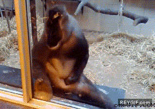 GIF animado (92205) De aqui viene la expresion pelarsela como un mono