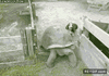 GIF animado (91354) Dejame pasar tortuga estupida