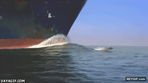 GIF animado (93621) Delfines viviendo al limite