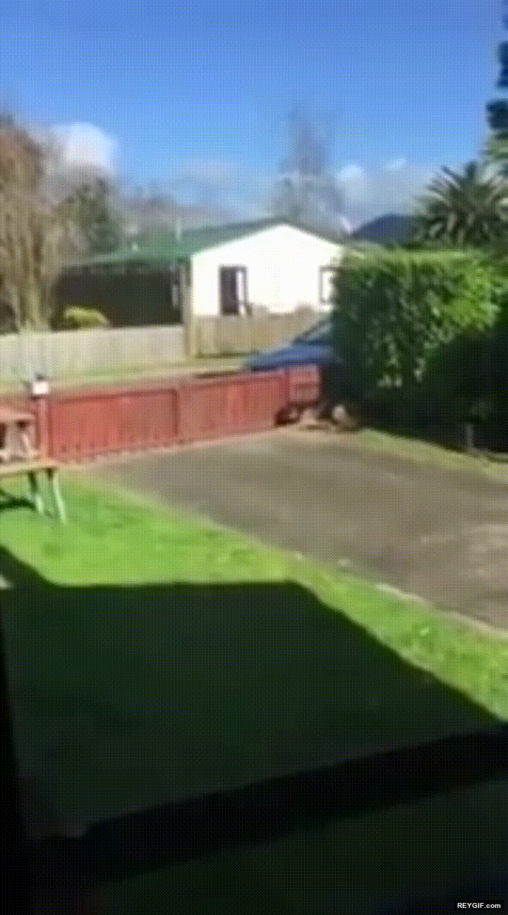 GIF animado (95553) Demostracion de que los carteros y los perros tambien pueden ser amigos