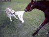 GIF animado (91751) Devuelveme mi manta perro ladron