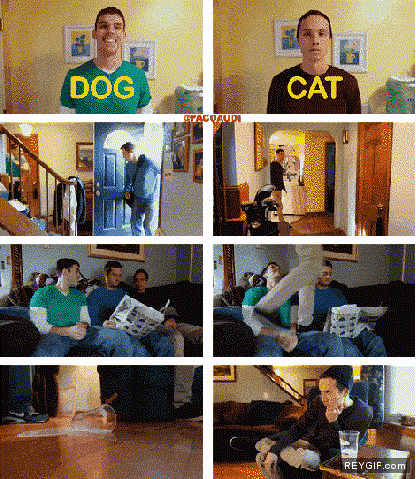GIF animado (92102) Dramatizacion del comportamiento felino y canino