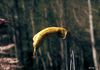 GIF animado (96504) Drones ninja capaces de cortar una banana por la mitad