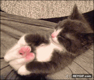GIF animado (95123) Ejercicio de yoga para pequenos felinos